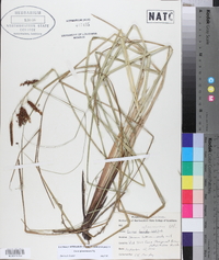 Carex glaucescens image