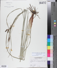 Carex glaucescens image