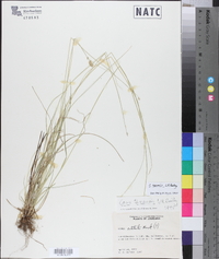 Carex texensis image