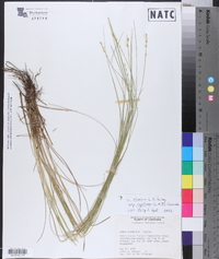 Carex atlantica subsp. capillacea image