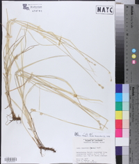 Carex reniformis image