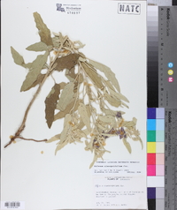 Solanum elaeagnifolium image