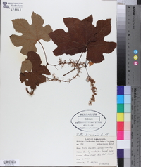 Vitis lincecumii image