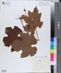 Vitis lincecumii image