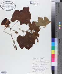 Vitis lincecumii image