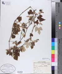 Vitis mustangensis image