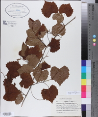 Vitis rotundifolia image