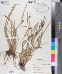 Carex flaccosperma image