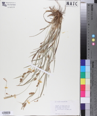 Carex flaccosperma image