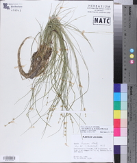 Carex atlantica subsp. capillacea image