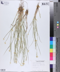 Carex albolutescens image