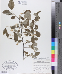 Styrax americanus image