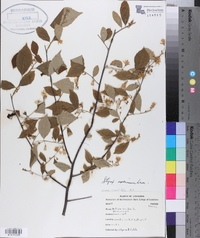 Styrax americanus image