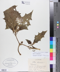 Datura stramonium image