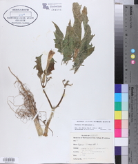 Datura stramonium image