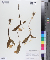 Erythronium rostratum image