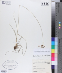 Fimbristylis castanea image