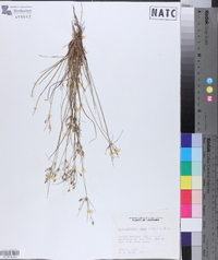 Fimbristylis annua image