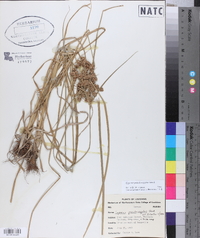 Cyperus pseudovegetus image