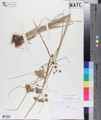 Cyperus pseudovegetus image