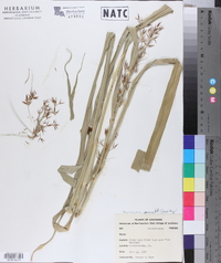 Rhynchospora corniculata image