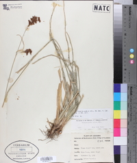 Rhynchospora caduca image