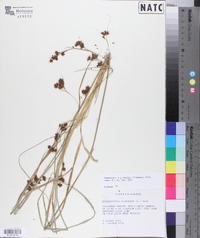 Rhynchospora glomerata image