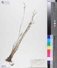 Juncus gerardii image