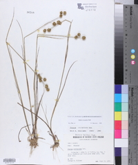 Juncus scirpoides image