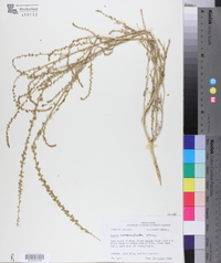 Amaranthus tuberculatus image