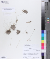 Xyris difformis var. curtissii image