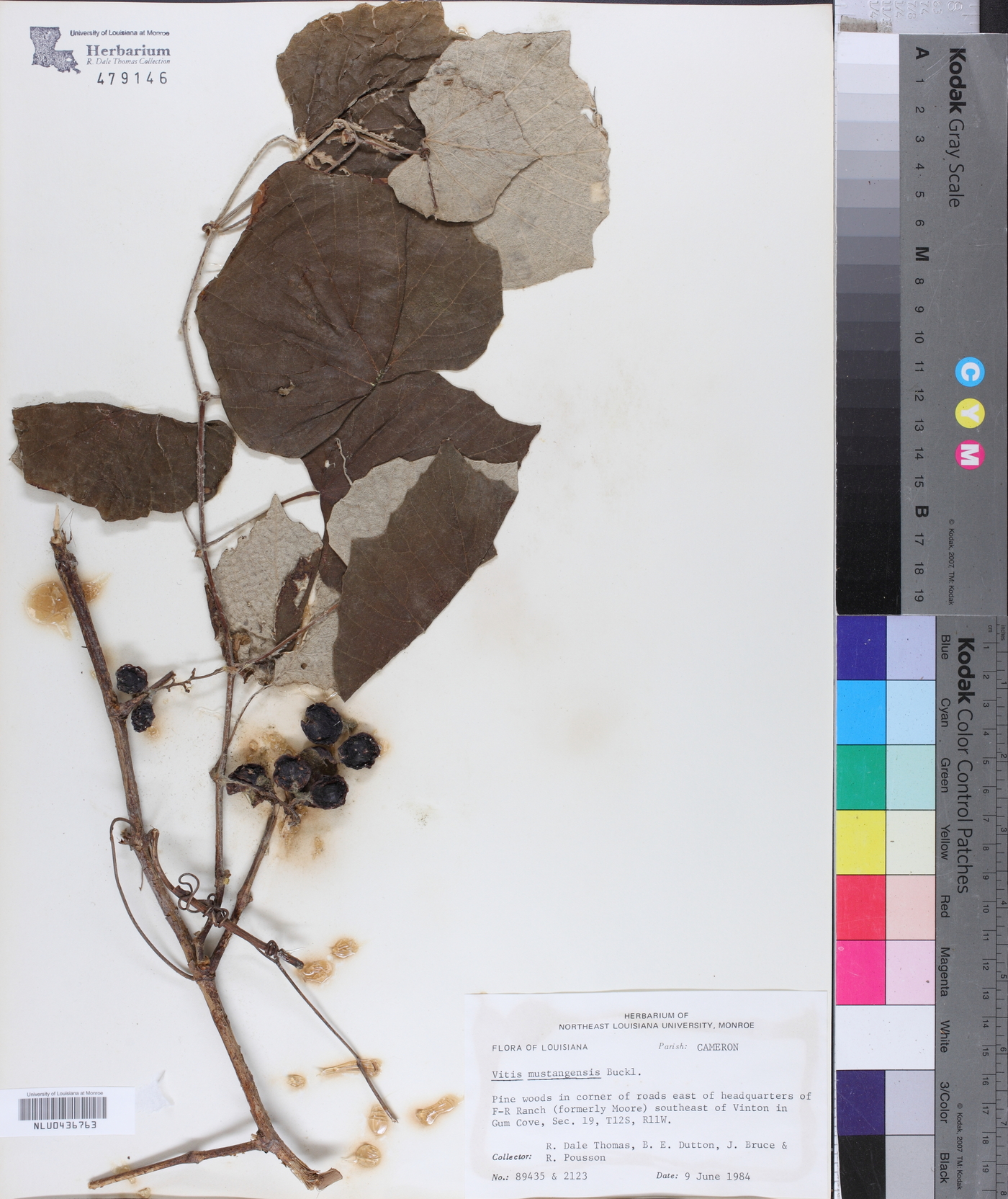 Vitis mustangensis image