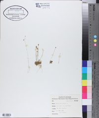 Utricularia gibba image