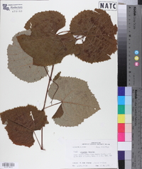 Vitis cinerea image