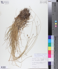 Carex leavenworthii image