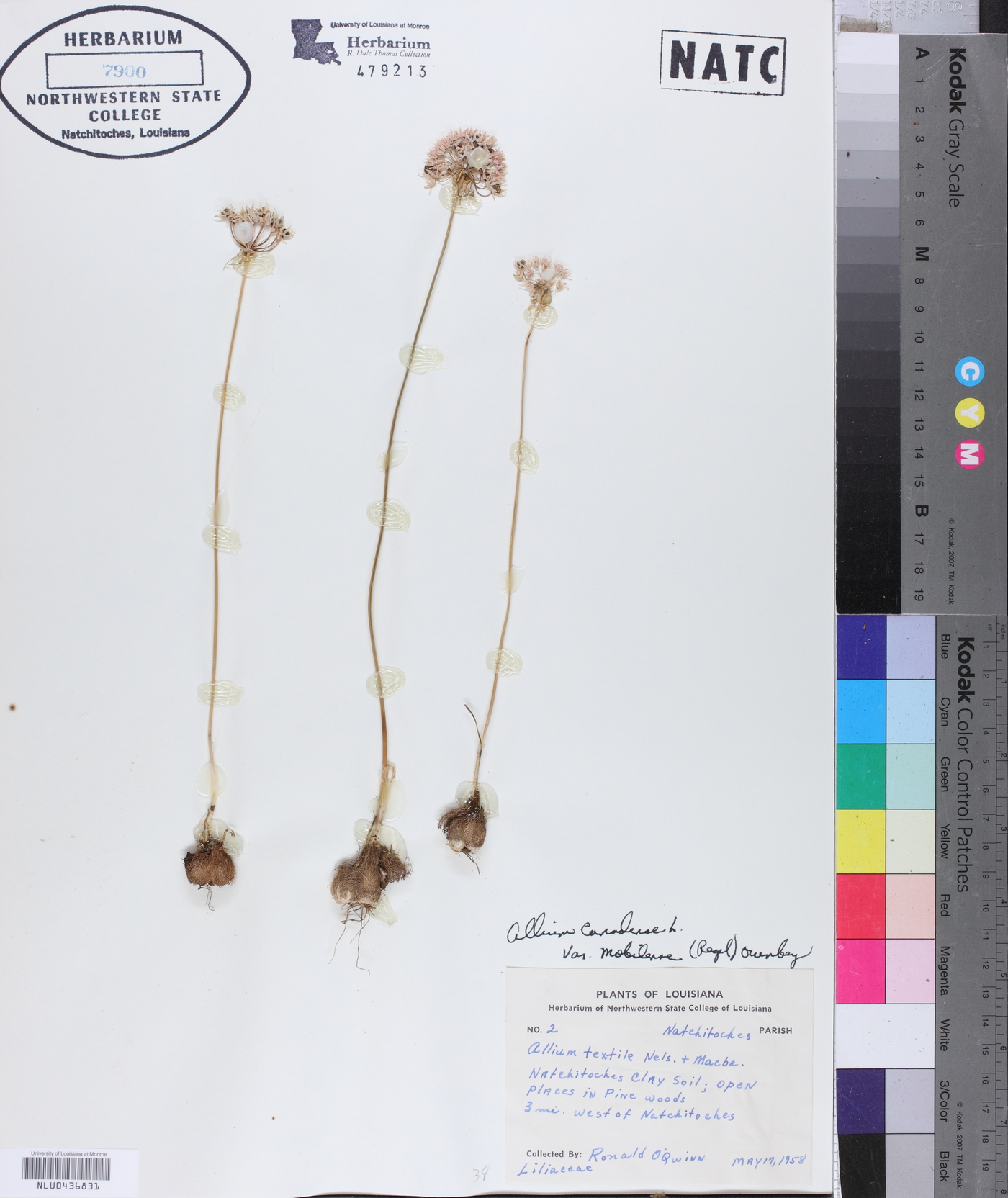 Allium canadense var. mobilense image