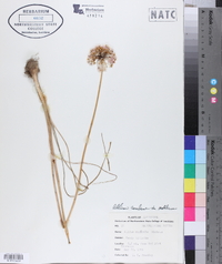 Allium canadense var. mobilense image