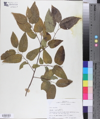 Celtis laevigata image