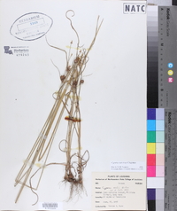 Cyperus retrorsus image