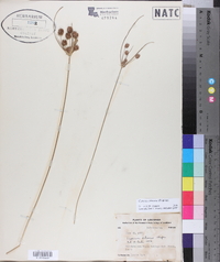 Cyperus retrorsus image