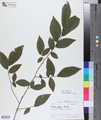 Ulmus alata image