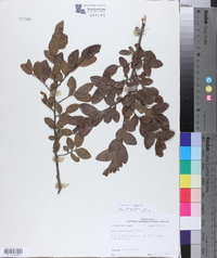 Ulmus crassifolia image