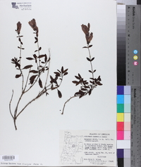 Penstemon cardwellii image