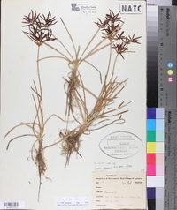 Cyperus rotundus image