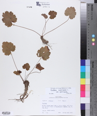 Heuchera americana image