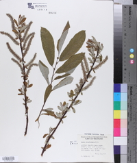 Salix sitchensis image