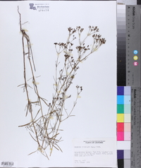 Stenaria nigricans image