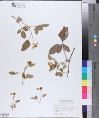 Rubus trivialis image