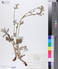 Potentilla quinquefolia image