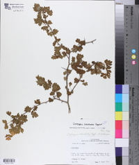 Crataegus marshallii image